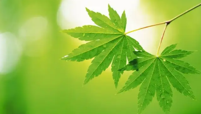 健康身体是革命的本钱英语_健康身体是革命的本钱下一句_健康就是身体健康